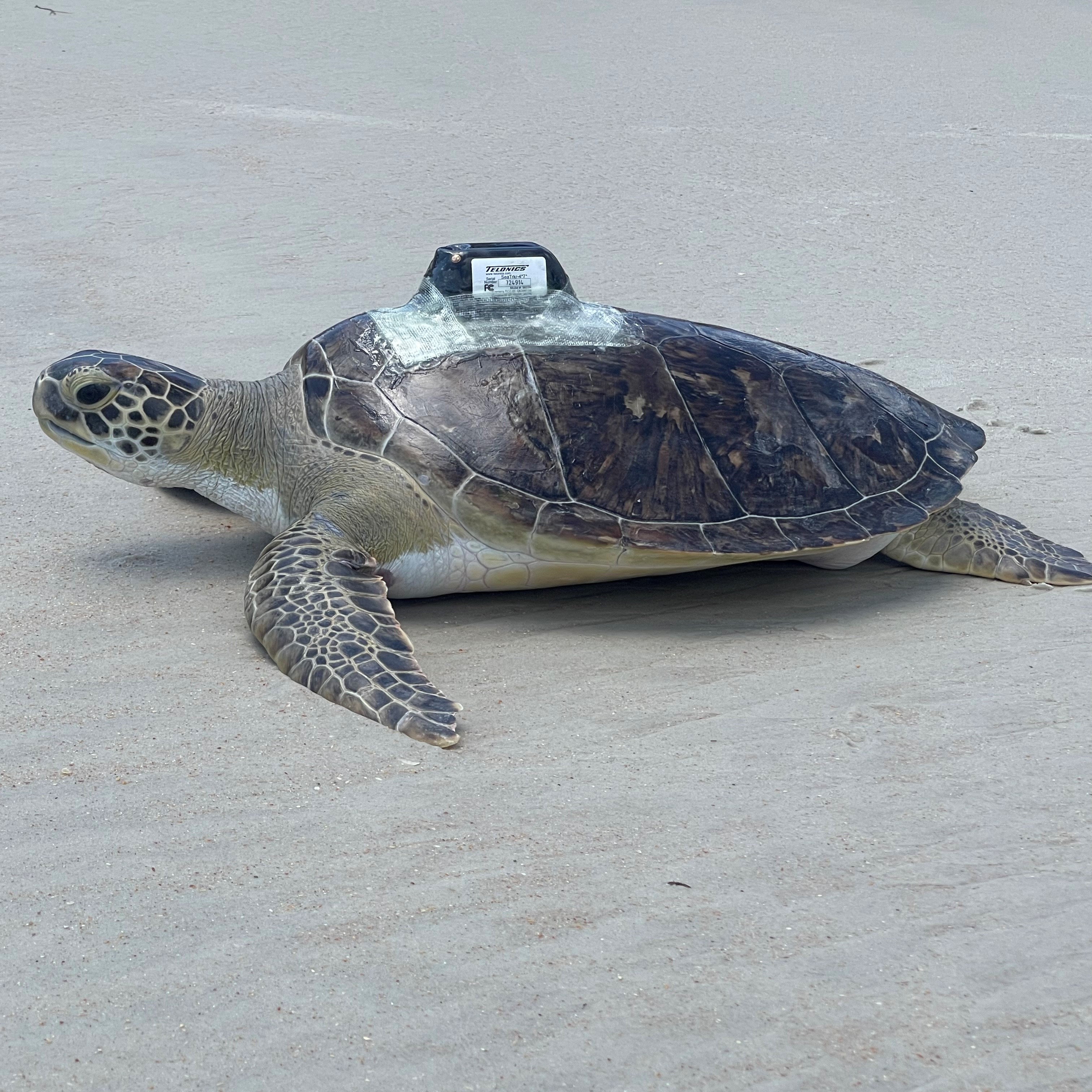 Sea Turtle Asparagus with satellite tracking on her release day