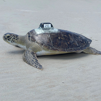 Sea Turtle Asparagus with satellite tracking on her release day
