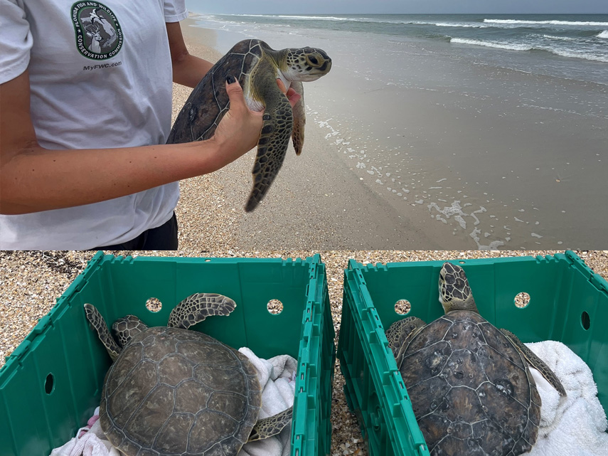 Turtles being released back to the ocean