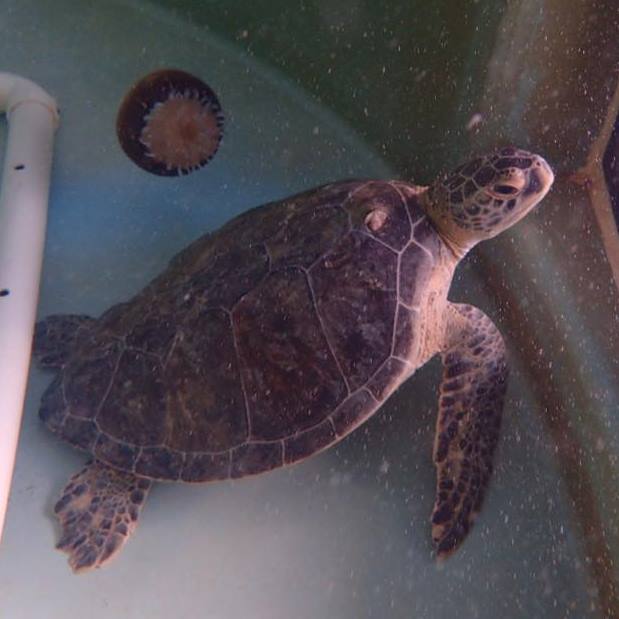 Sea Turtle Hartley Released April 3 in the Indian River Lagoon
