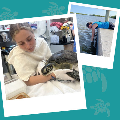 Collage of interns at the sea turtle hospital