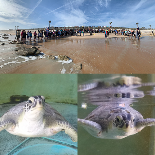 Sea Turtles Mars Released Jan. 24 at River to Sea Preserve