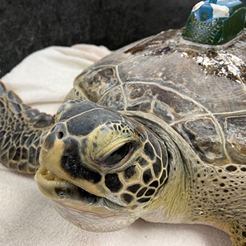 Sea turtle Richard at the Sea Turtle Hospital with tracking device