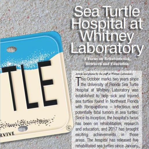 Sea Turtle Hospital Featured in Pelican Post 