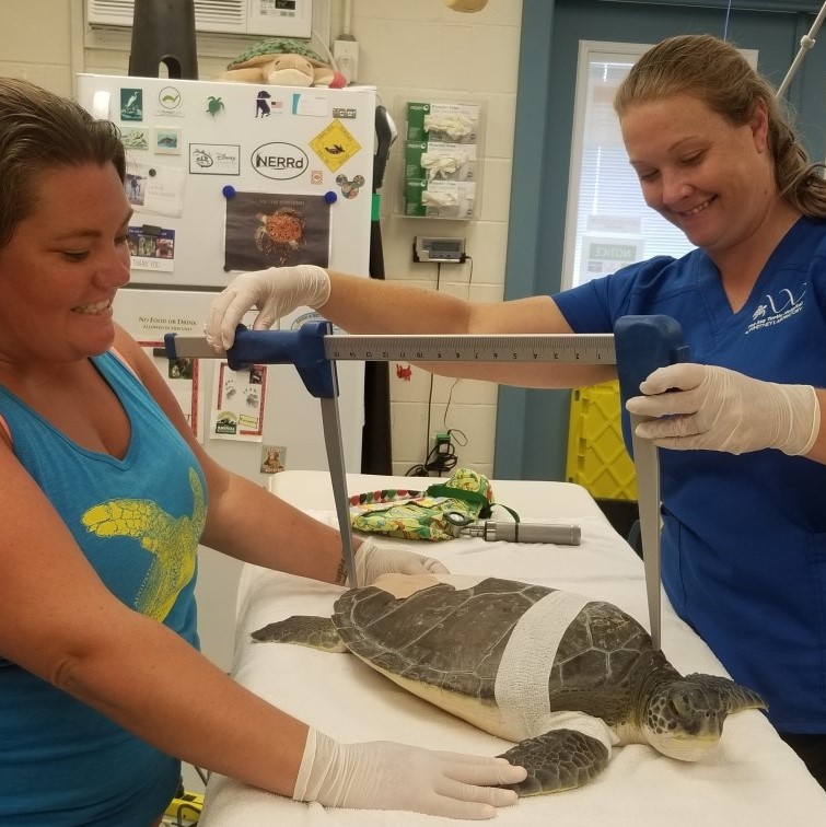 Sea Turtle Hospital Celebrates World Sea Turtle Week