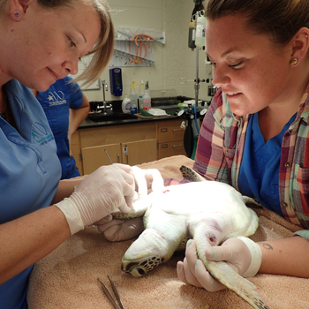 Turtle being cared for by Sea Turtle Hospital staff