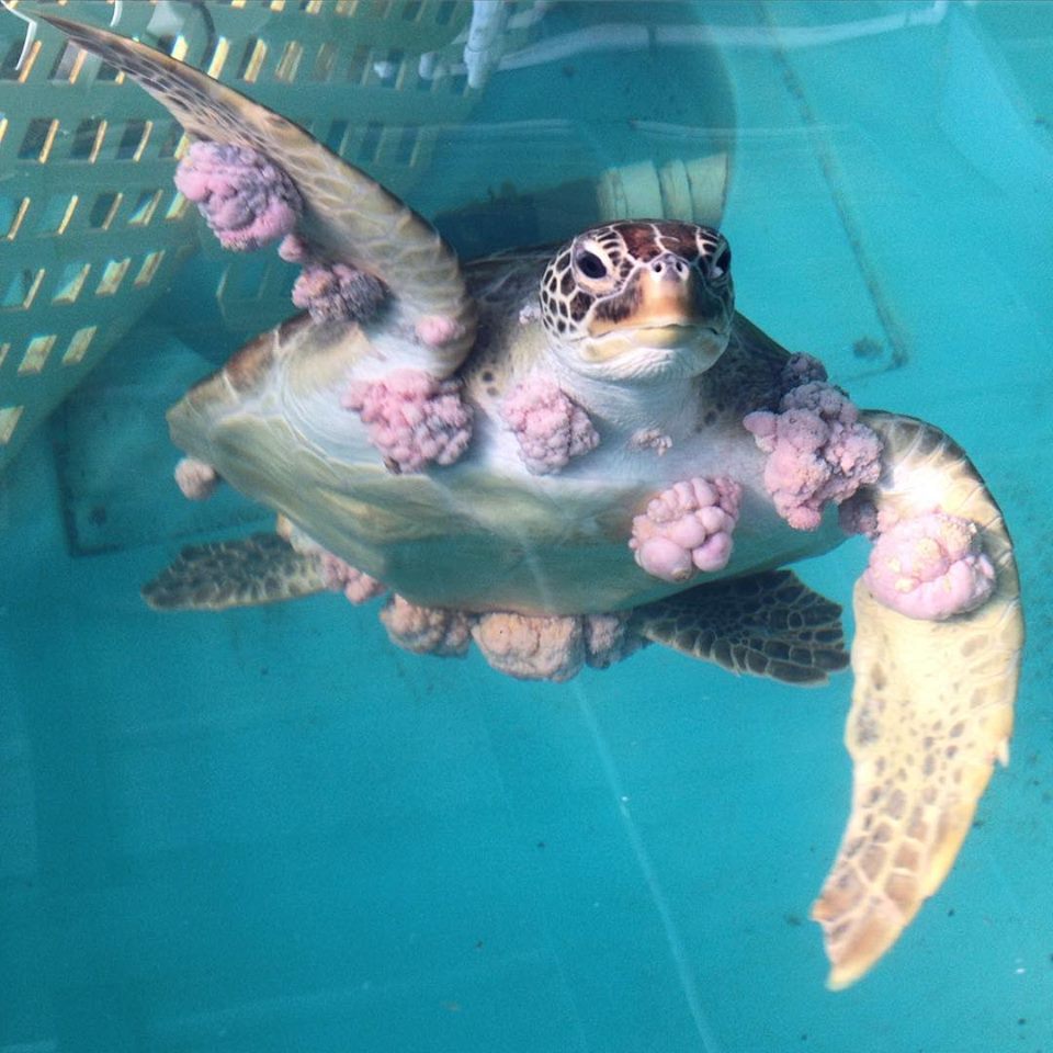 Sea Turtle Hospital Staff and Whitney Faculty Publish Paper in Communications Biology