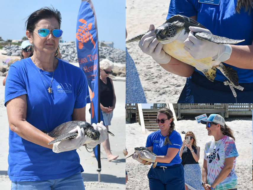 Collage of sea turtles being released