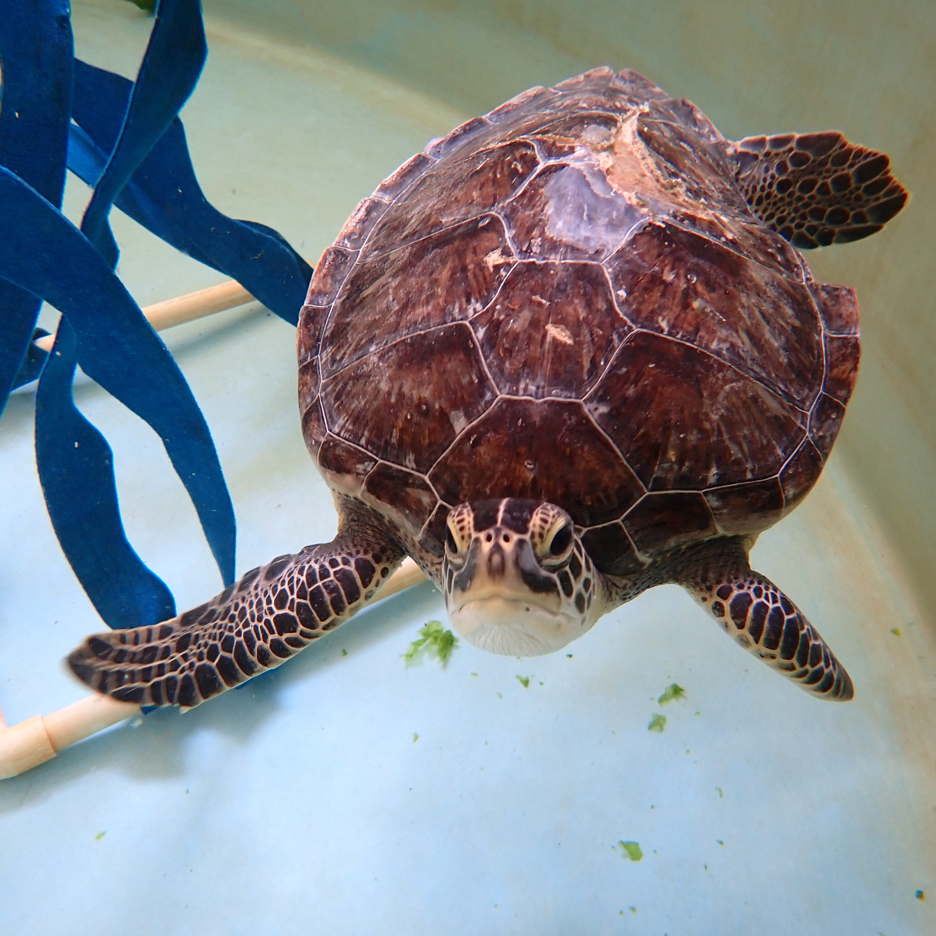 Sea Turtle with bandages
