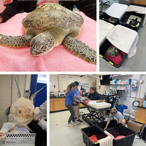 Turtles receiving care at the Sea Turtle Hospital