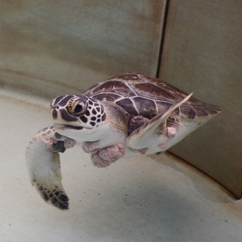Sea Turtle with tumors