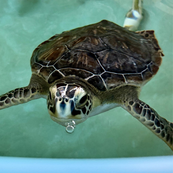 Turtle swimming in tank