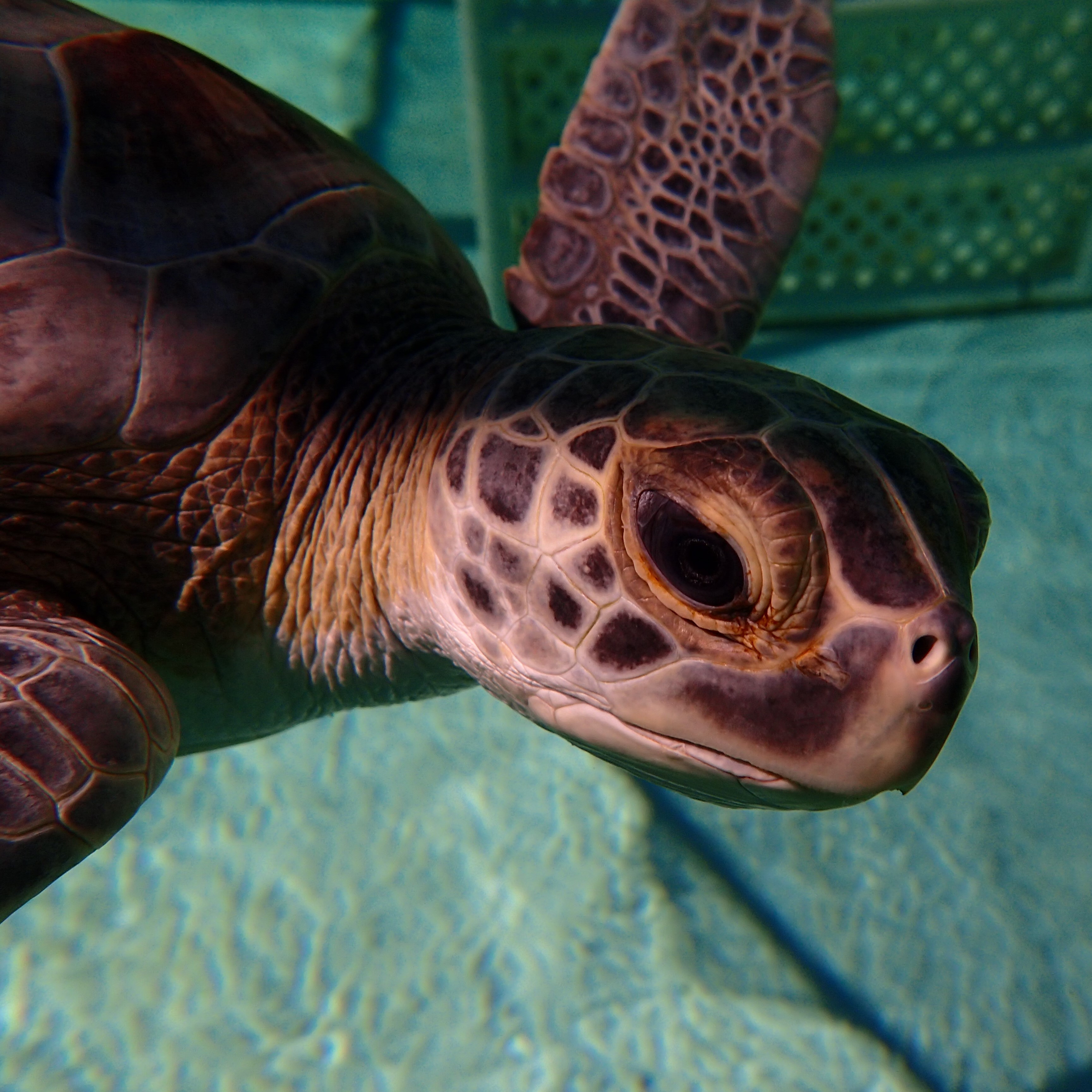 Sea Turtle Kiwi Released December 9