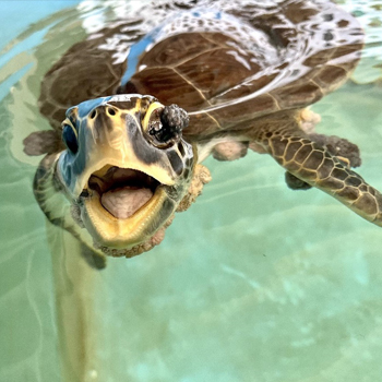Sea turtle patient Megawatt in tank