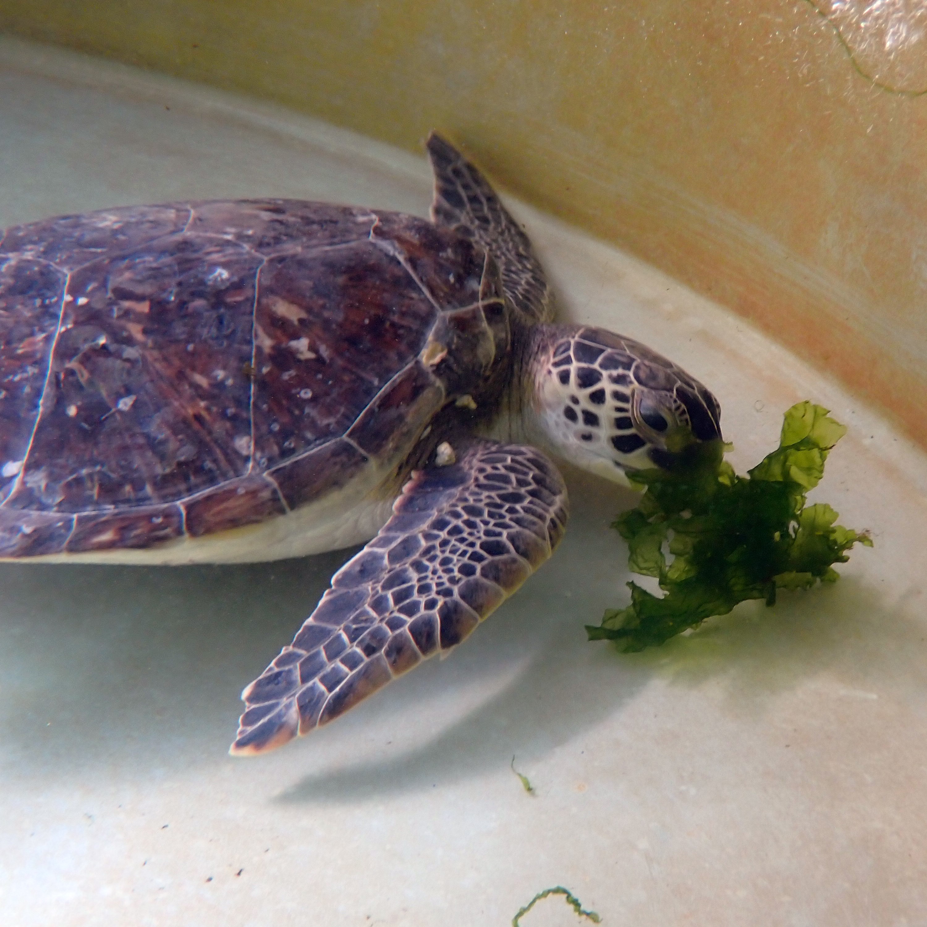Sea Turtle Patient Asparagus Release Tuesday, July 20