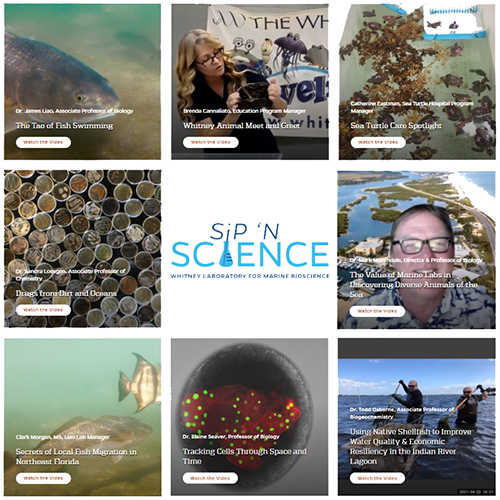 Thumbnails of Sip 'N Science webinars
