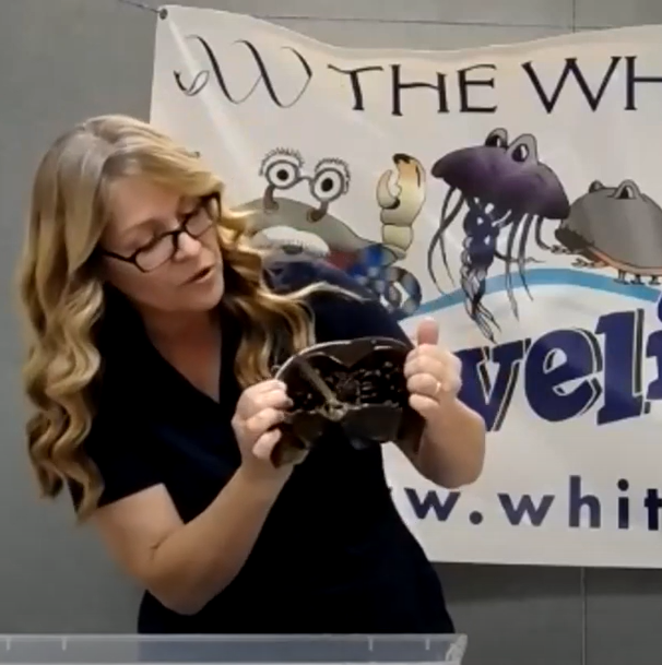 Sip 'N Science YouTube link - Whitney Animal Meet & Greet