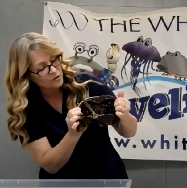 Brenda holding a horseshoe crab in webinar