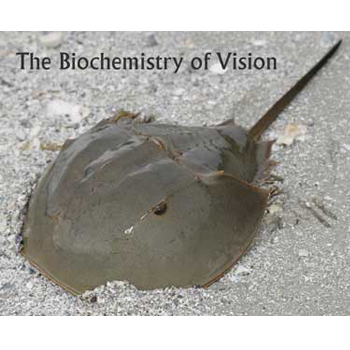 Horseshoe crab