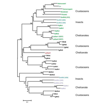Research diagram