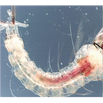 Mosquito Larvae