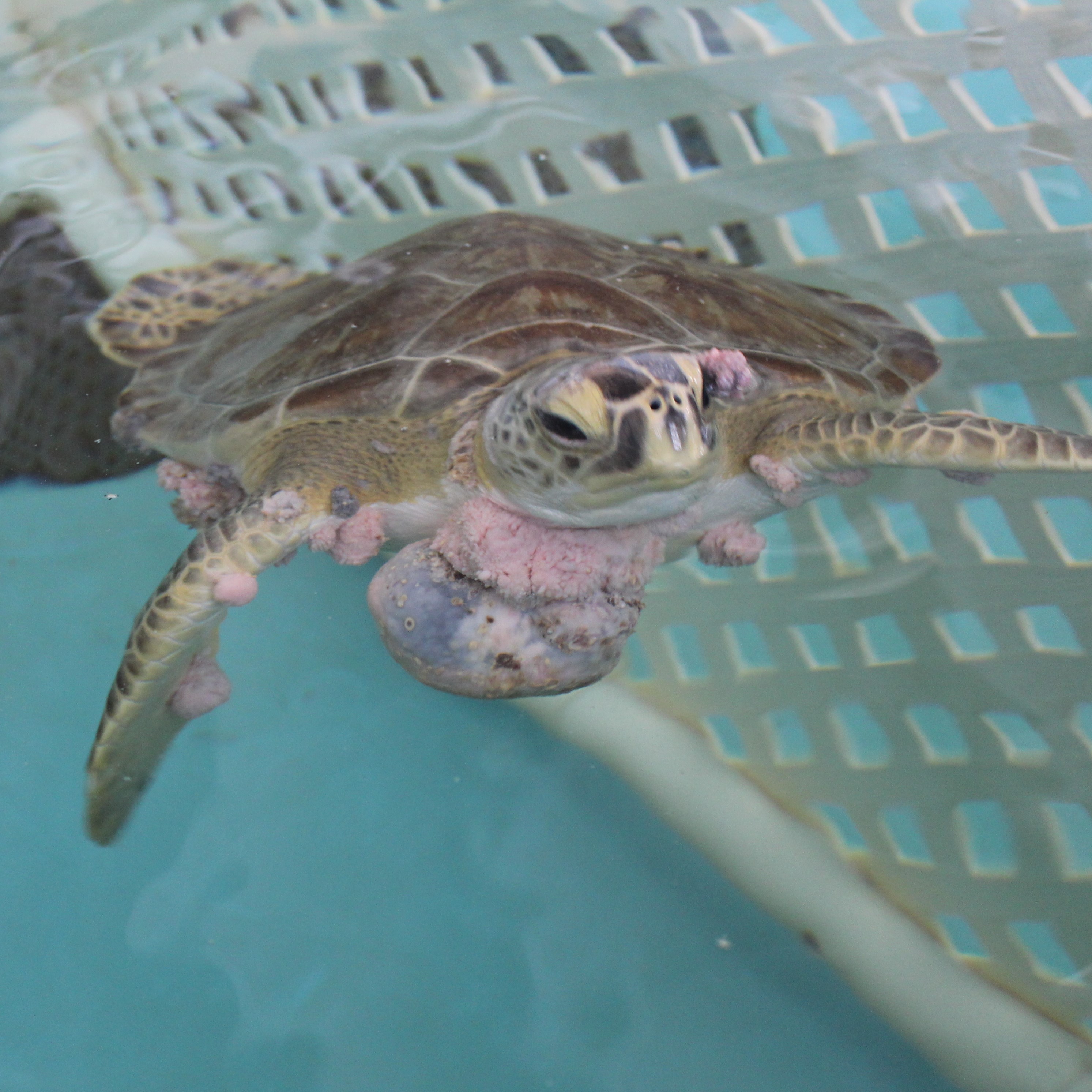 US Fish and Wildlife on X: Tiny turtle alert! 🚨🐢 The bog turtle