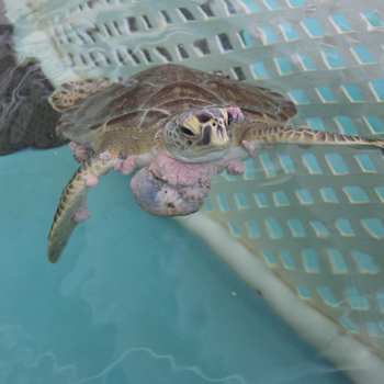 Sea turtle with fibropapillomatosis