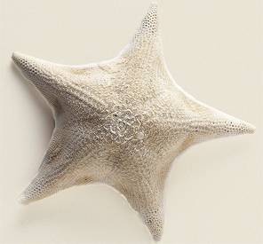 Sea Star
