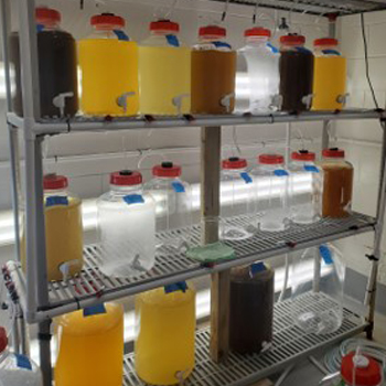Microalgae Room