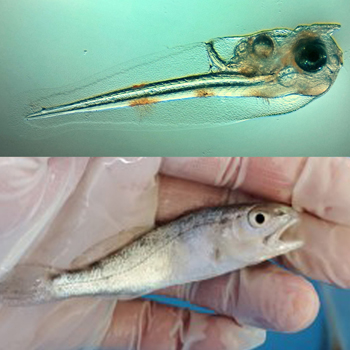 Red Drum Post Hatch and Juvenile