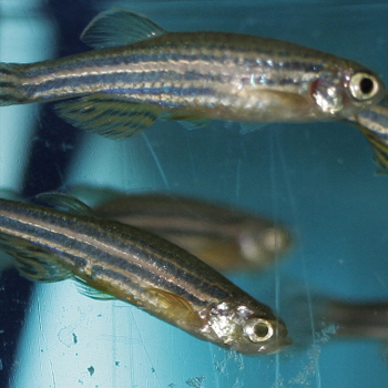 Zebrafish