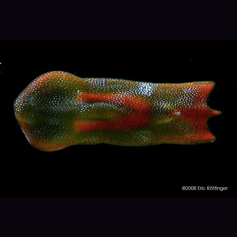 Acoel Flatworm