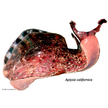 Aplysia