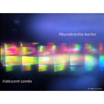 Pleurobrachia bachei