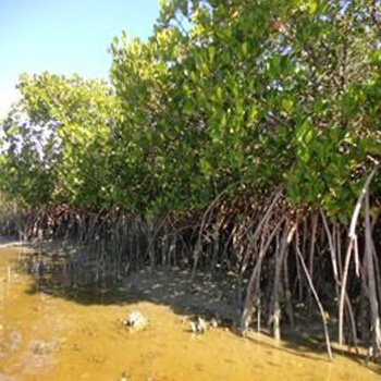 Mangroves