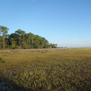 Wetland