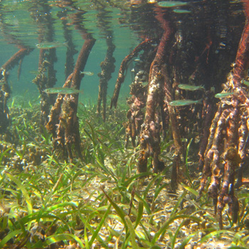 Mangrove roots