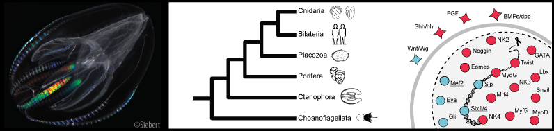 Image and chart of laboratory research