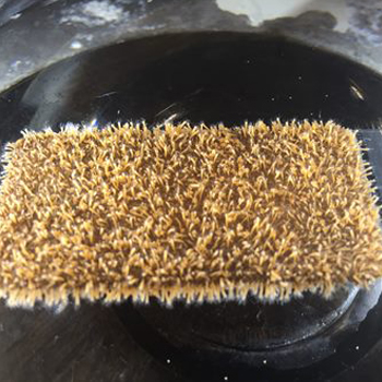 Hydractinia