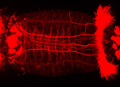 Larval Nervous System