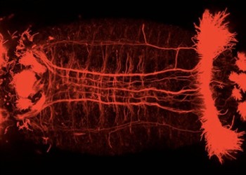 Larval Nervous System