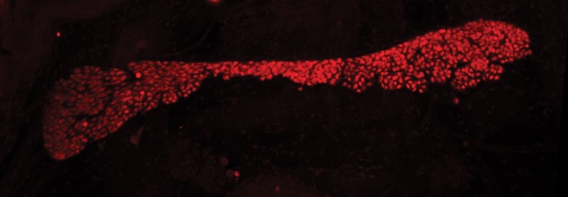 microscopic view