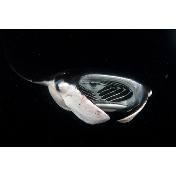 Manta Ray Image credit: Stephen Kajiura