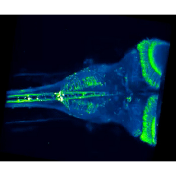 Neural activity map for a zebrafish
