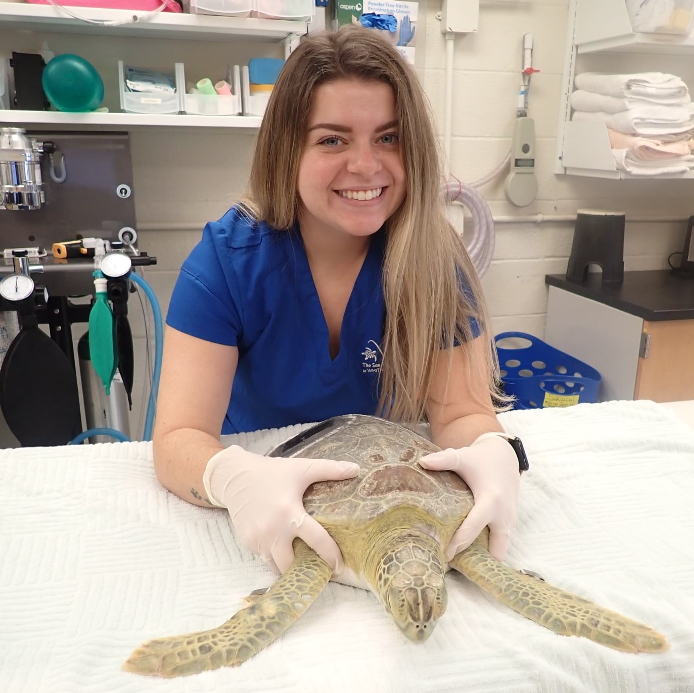 Kaylee Hargis joins the Sea Turtle Hospital